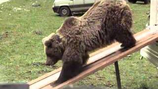 Predators in Your Backyard